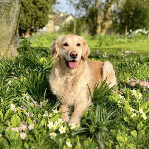 Golden shops retrievers needing new homes